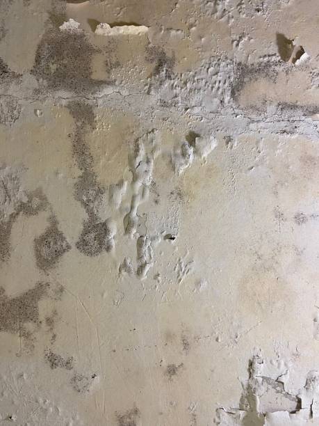 Best Commercial Mold Remediation in Sloan, IA